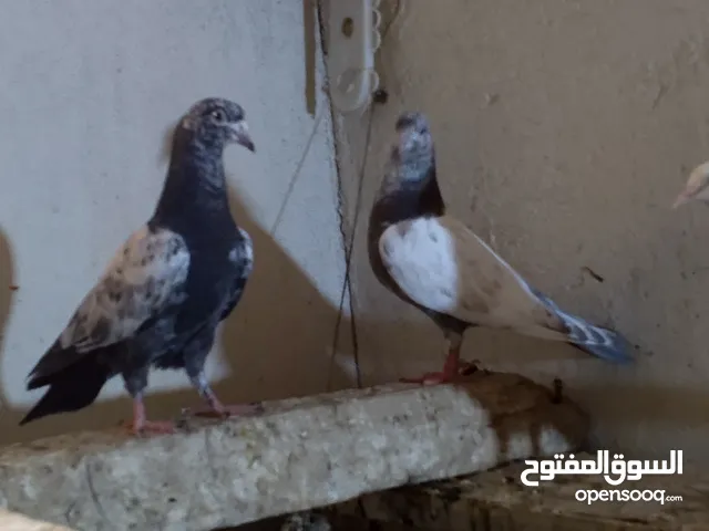 السلام عليكم