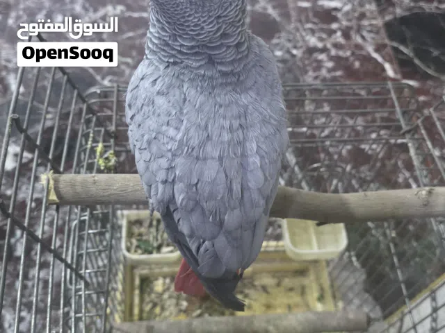 كاسكو افريقي
