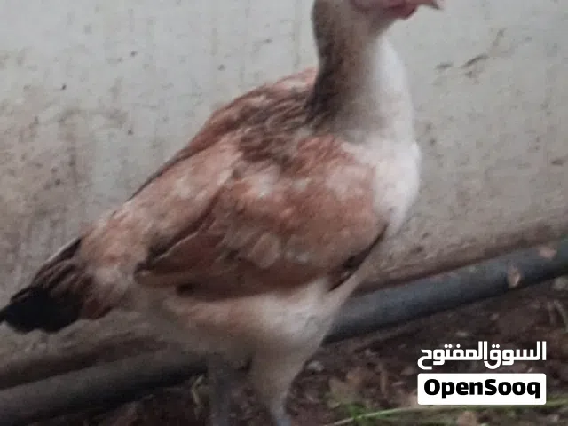 دجاجتين باكستاني وحده تحتها بيض راقده عليه للبيع او البدل بانثي نفاخ مسوبع أو ديك باكستاني