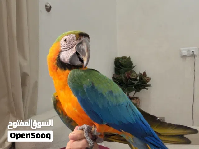 طير مكاو للبيع