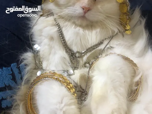ذكر شيرازي ابيض عيون زرك عمر سنتين حجمه كبير وسمين