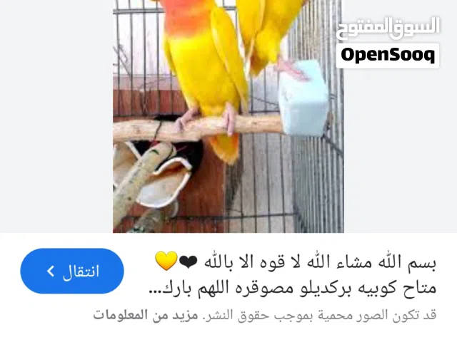 متاح زوز انتايات باركديلو نص لفة حمراء