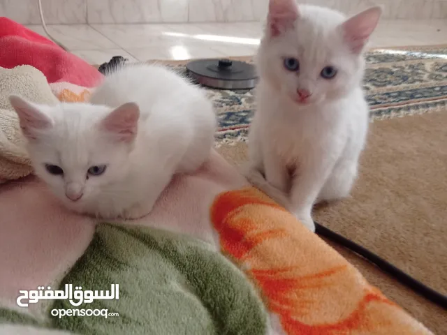 قطط بيضاء مشعرة كثيفة الشعر عيون زرقاء