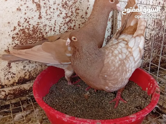 حمام زينه عينك ميزانك