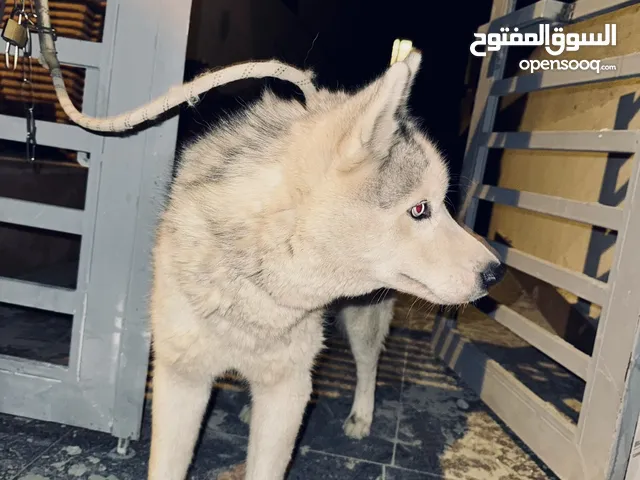 ذكر سيبيرين هاسكي للبيع