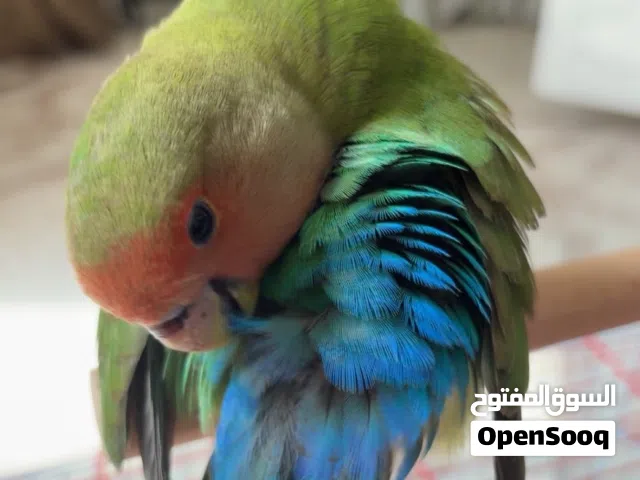 روز فيه طفره لونه اخضر و احمر و ازرق نفس الصوره عمره تقريبا ثلاث شهور ونص هدد خارجي وداخلي اليف جدا