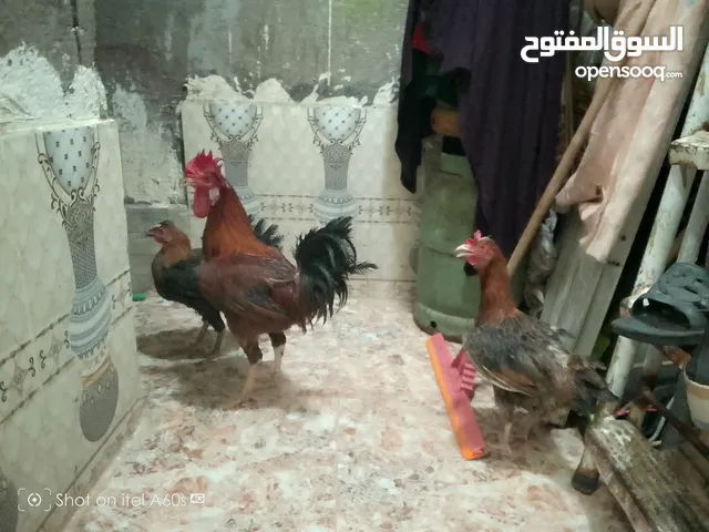 دجاج عرب سيت دجاجتين وديج  الوصف