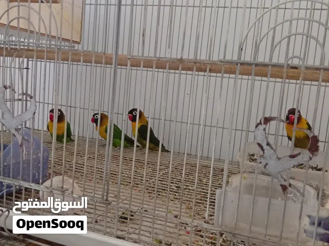 طيور للبيع غندورة افريقي زوجين للبيع