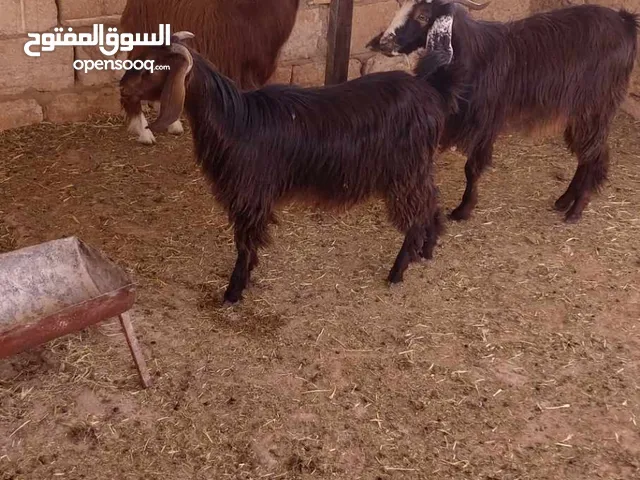 2جديان و عناق مش مبدلات
