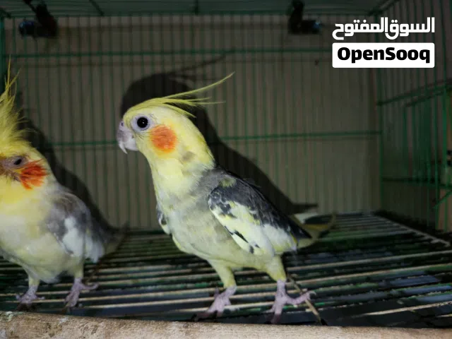 للبيع كوكتيل