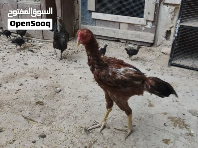 ديك باكستاني عمره اقل من سنه للبيع
