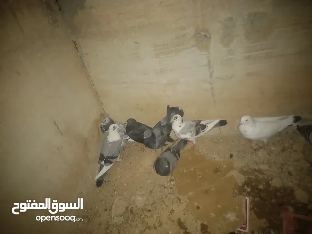 اربع جواز للبيع