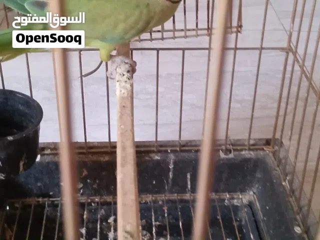 السلام عليكم كوبية ببغاء درة هندي