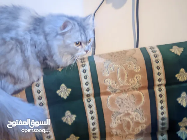 قطط شيرازي اصل زوجين ذكر وأنثى هادئة وودودة السعر 10 الف ريال