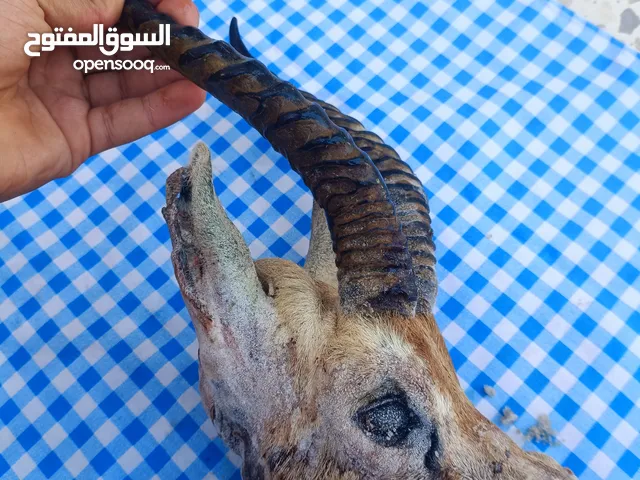 راس غزال القرون سليمات