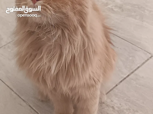 قط شيرازي علي مون فيس