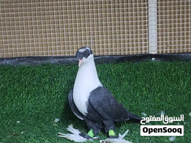 حمام للبيع طيور كش وازواج