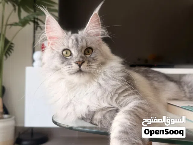 Imported from Russia Purebred Silver Maine Coon Female