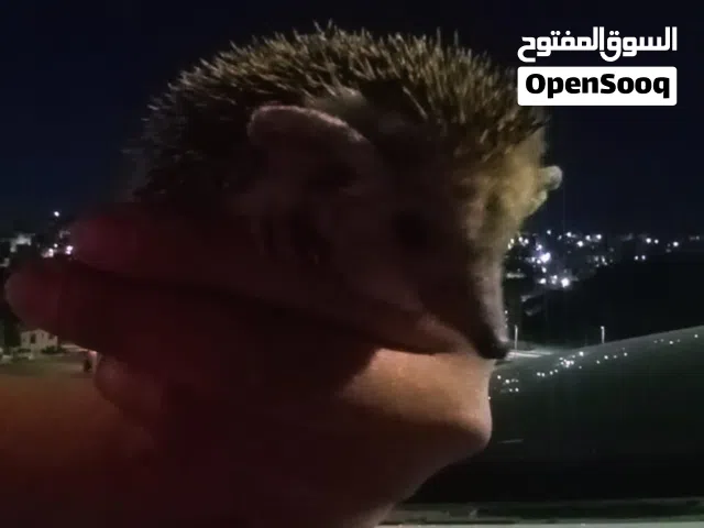 قنفذ للبيع