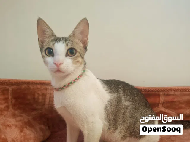 يوجد قطة لتبني مجانا