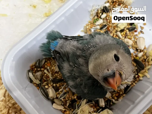 فرخ لف بيرد أليف تربية من عمر اسبوعين نهاية غر بداية تعلم الأكل