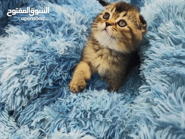 سكوتش فولد جولدن ،ny24 ذكر العمر شهرين