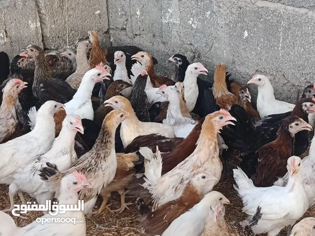 دجاج عماني و دجاج فرنسي