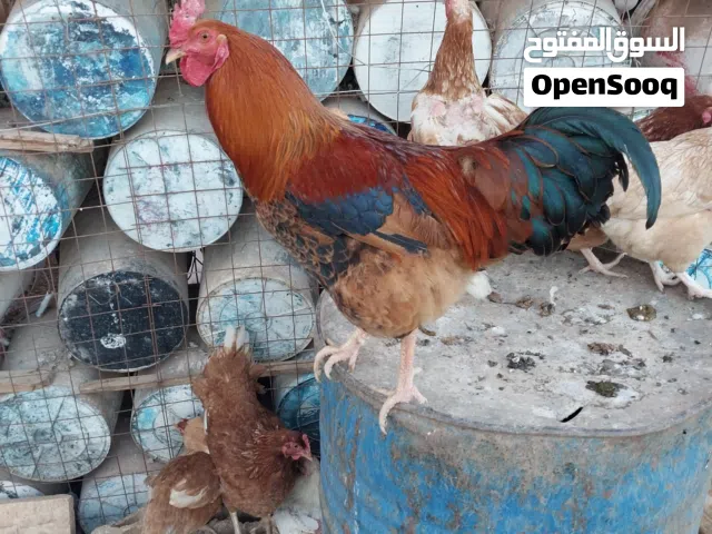 حمام فرنسي ودجاج لوهمان