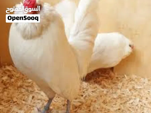 مطلوب ديك بومة