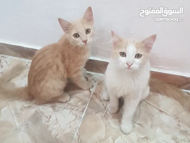 قطط تبني دون مقابل عمر 5 اشهر بسبب الانشغال