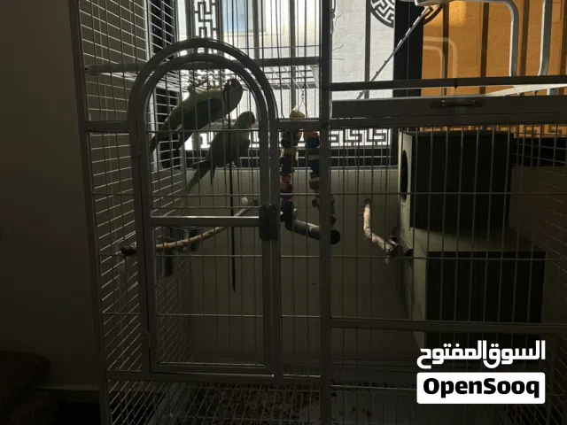 ببغاء كساندرا