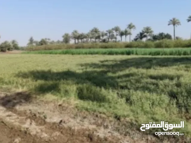 ارض زراعية1دونم ابوغريب الشيحة