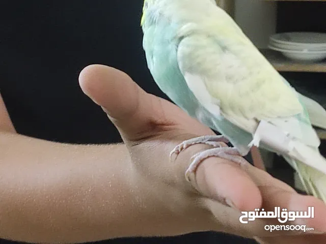 طيور بصه جيده جدا اقرا الوصف للبيع او للبدل