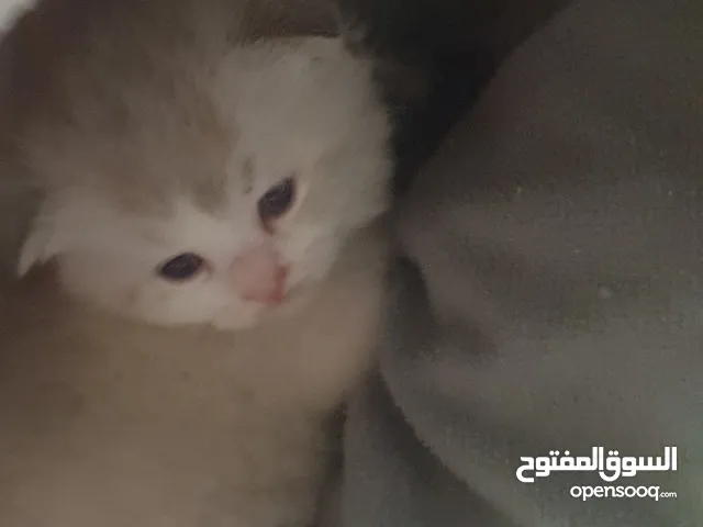 سكوتش فولد اسكوتلاندى ابوظبى كيتن شهر