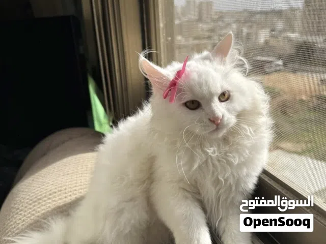 قطة شيرازي بيع سعر رمزي ~