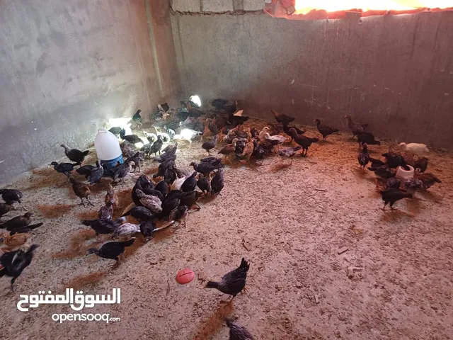صيصان بلديه للبيع