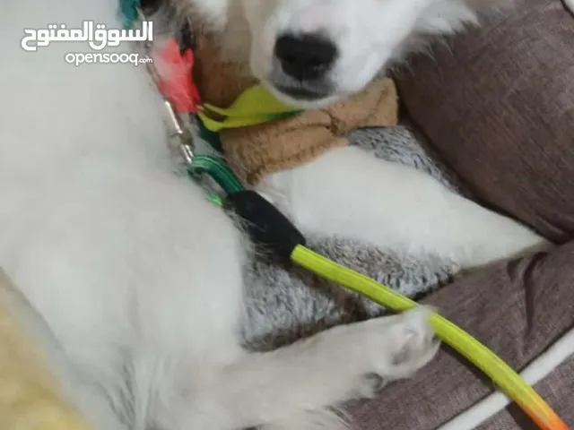 كلب لولو فوكس ذكر و انثى هاسكي