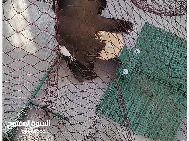 فخ طيور كبير مصيدة شبكة صيد