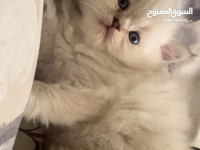 قطط هملايا للبيع