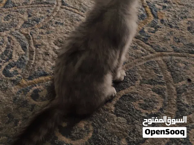 للتبني صحه ونظافه