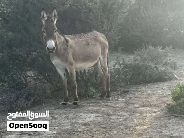 تابع الوصف