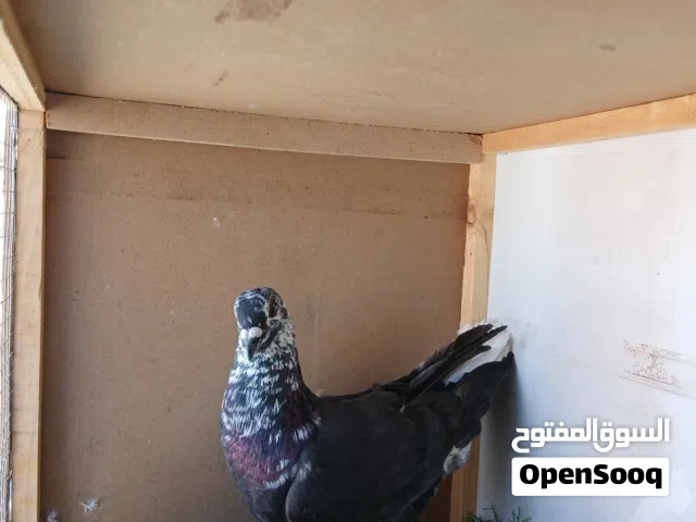 عبسي زارزير للبيع