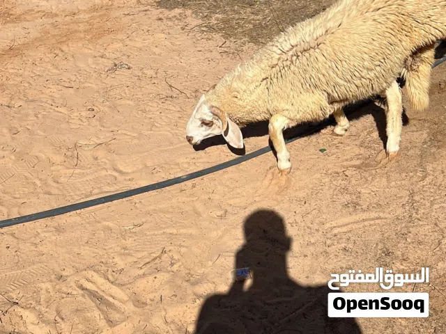 خرفان اضاحي للبيع