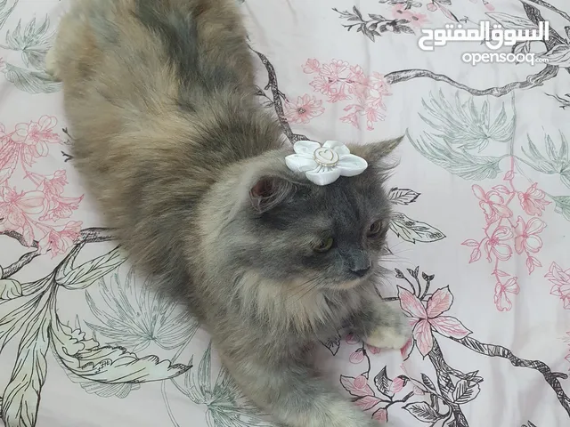قطه للتبني