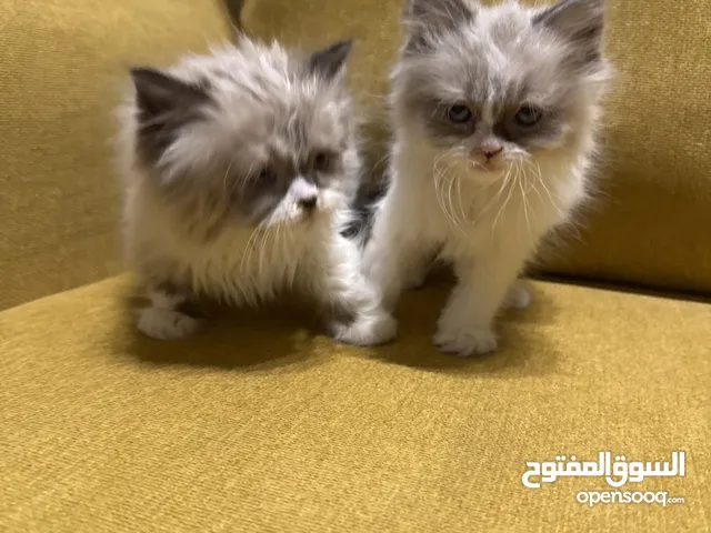 قطتين للبيع همالايا مهجن مع اعراضها