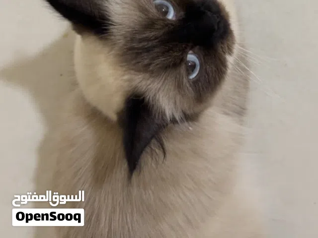قطه  النوع :سيامي