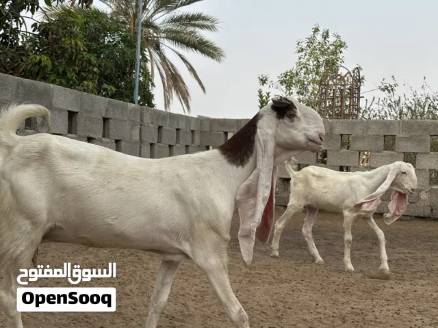 غنم باكستاني بيور حجم ومستوى