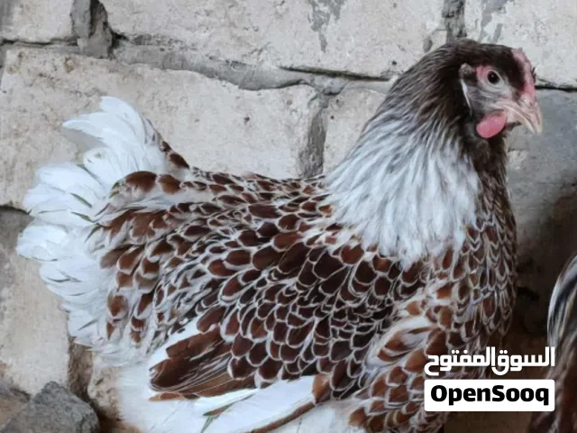 سلام عليكم متاح كوبيه واندوت بركاني لي البيع اقراء الوصف