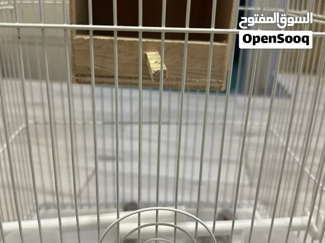 للبيع زوج يمام ماسي