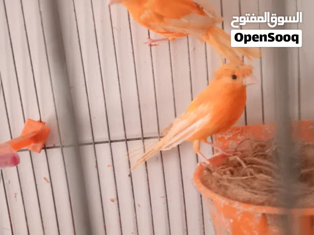 جوز شغال الفحل ازعاج 35 من الاخر بدون قفص البيع بدون فراخ